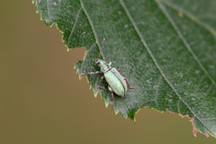 Phyllobius argentatus