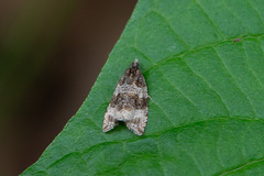 Syricoris lacunana