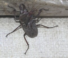 Cacostomus squamosus