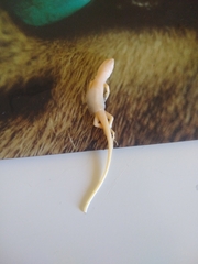 Psammodromus algirus