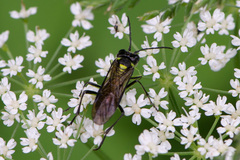 Tenthredo mesomela