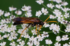 Tenthredo campestris