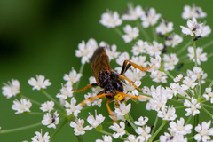 Tenthredo campestris