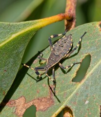 Gelonus tasmanicus