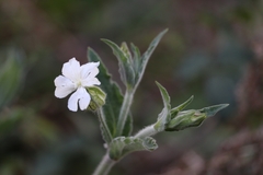 Silene latifolia