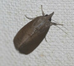 Hypocala deflorata