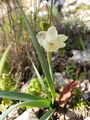 Narcissus dubius