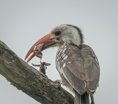 Tockus erythrorhynchus