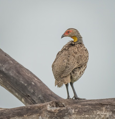 Pternistis leucoscepus