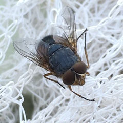 Calliphora dubia
