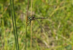 Synthemis eustalacta