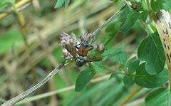 Eriothrix rufomaculata