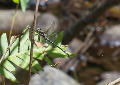 Eusynthemis brevistyla