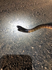 Aspidites melanocephalus