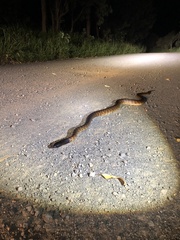 Aspidites melanocephalus