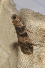 Euzophera pinguis