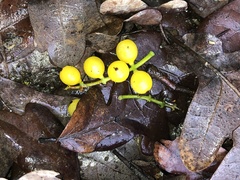 Loranthus europaeus