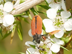 Castiarina erythroptera