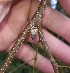 Drymaeus multilineatus