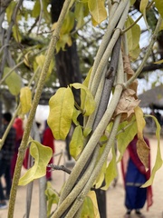Vallaris solanacea