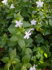 Vinca difformis