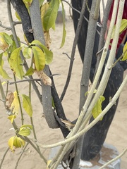 Vallaris solanacea