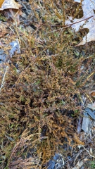 Calluna vulgaris