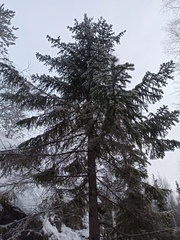 Picea × fennica