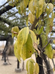 Vallaris solanacea