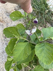 Crotalaria verrucosa