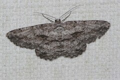 Scioglyptis canescaria