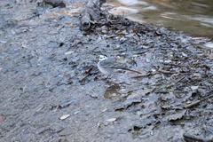 Motacilla alba alba
