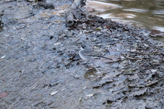 Motacilla alba alba