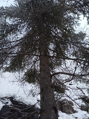 Picea × fennica