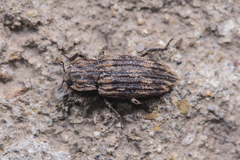 Dastarcus helophoroides