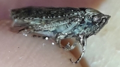 Iassinae