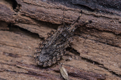 Aradus hieroglyphicus