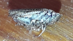Iassinae