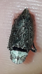 Iassinae
