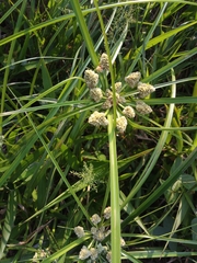 Cyperus luzulae