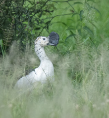 Sarkidiornis melanotos