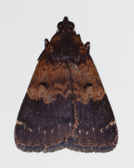 Hydrillodes funestalis