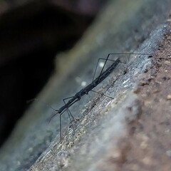 Hydrometra stagnorum