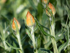 Xerochrysum subundulatum
