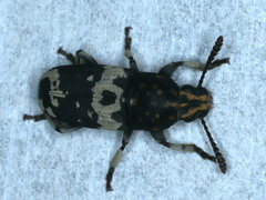Basitropis relicta