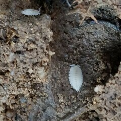 Platyarthrus hoffmannseggii