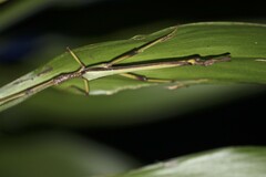 Podacanthus viridiroseus