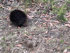 Tachyglossus aculeatus setosus