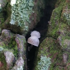 Mycena pseudocorticola