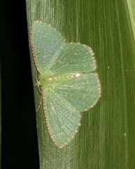 Eucyclodes metaspila